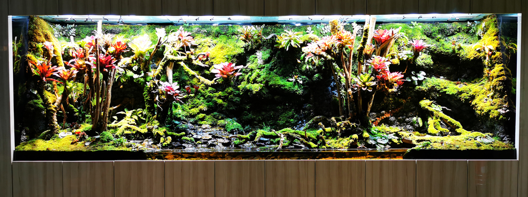 Tropical Rainforest Vivarium