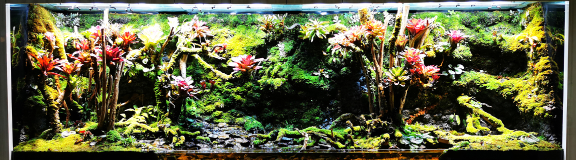 Tropical Rainforest Vivarium