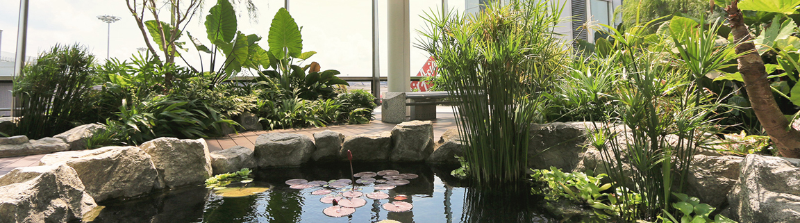 Water Lily Garden