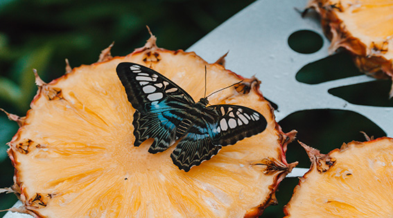 butterfly garden