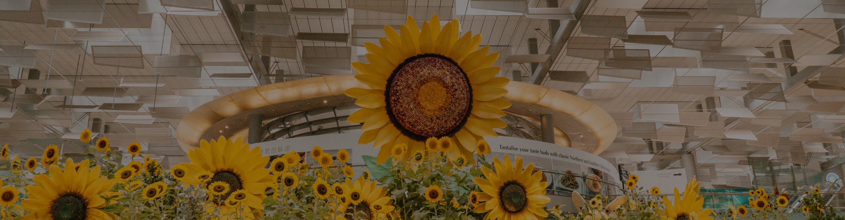 sunflower sojourn display at changi airport